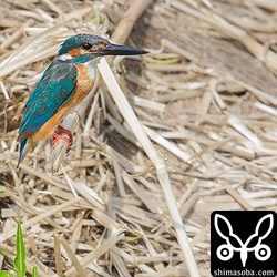 ここのカワセミも警戒心が強く、超トリミングです…。^^;