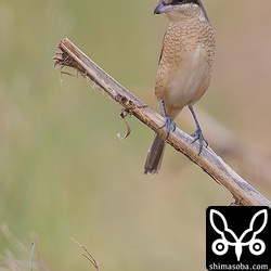 シマアカモズの幼鳥です。撮影は今季初。