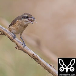 バッタを捕まえました。
