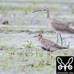 潮が引くまで、チュウシャクシギも田んぼで休憩です。