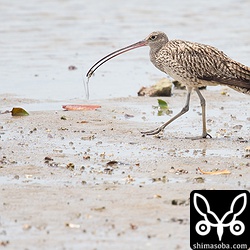 潮が引き始めると海岸い移動し、さっそくカニを捕まえていました。海の見えない田んぼですが、正確な体内時計で潮の満ち引きがわかるのでしょうか?