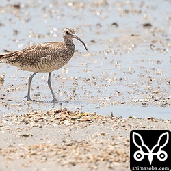チュウシャクシギも潮の引き始めと同時に海岸へ移動。