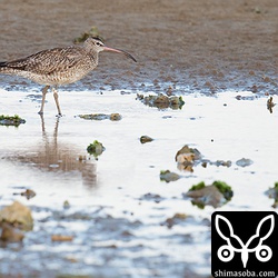 フラッグの付けられたチュウシャクシギ。右に白、左に金属なのでニュージーランド北島で放たれたものです。