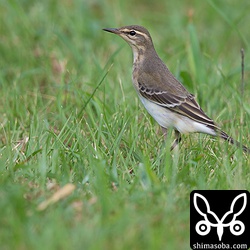 マミジロツメナガセキレイの幼鳥。