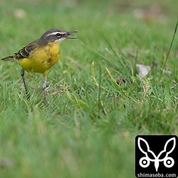マミジロツメナガセキレイの成鳥。
