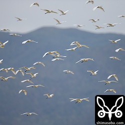 何度か旋回すると浦田原に降りました。