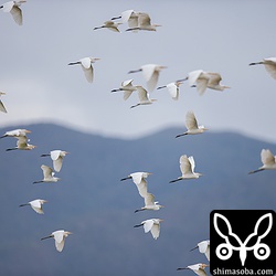 バンナ岳を超えて田んぼに降りるサギの群れ。