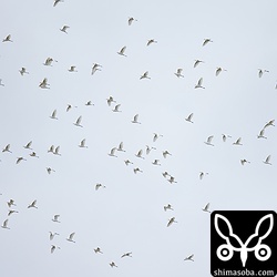 空高く旋回するサギの群れ。数が多く全てはとても写真に入りきりませんでした。