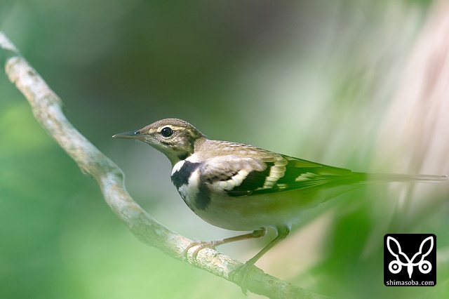 イワミセキレイ