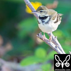 こちらのイワミセキレイは川平石崎で。慣れた個体でした。