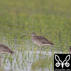 ホウロクシギ3羽が田んぼで休憩していました。ここはねぐらのようで夕方になるとやってきます。