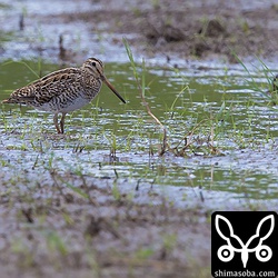 ジシギもいました。チュウジシギだと思われますが確実な証拠はつかめず…。