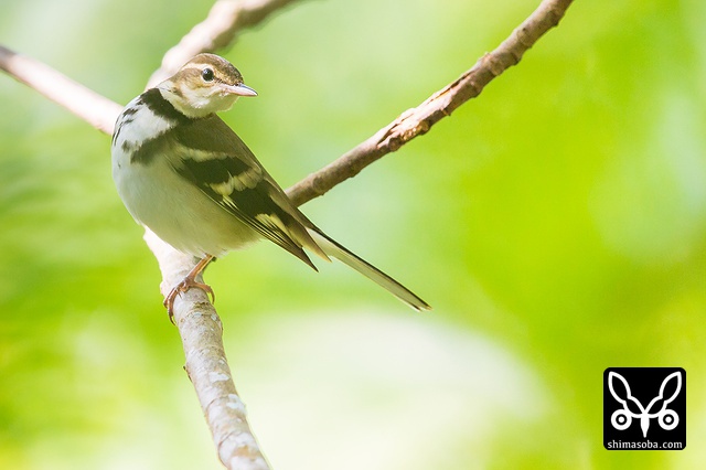 イワミセキレイ