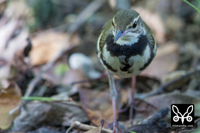 イワミセキレイ
