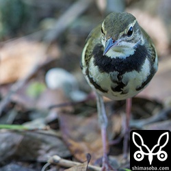 上と同じイワミセキレイ。この個体はこちらへどんどん近づいてきます。