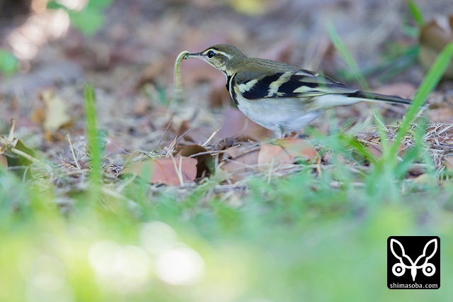 イワミセキレイ