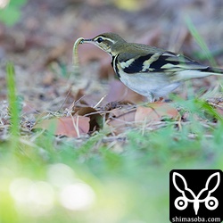 大きな芋虫を捕まえました。