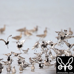 ダイゼンの群れ。後ろにうっすら見えるのはホウロクシギの群れ。