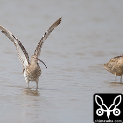 ダイシャクシギも数羽の群れでいました。右はホウロクシギ。