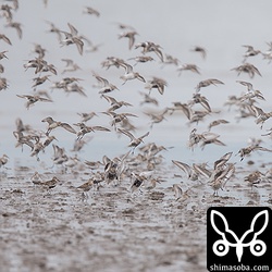 数が多いのはハマシギでした。