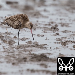 オオソリハシシギが1羽だけぽつんといました。