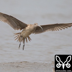 ホウロクシギも十数羽の群れで休んでいました。