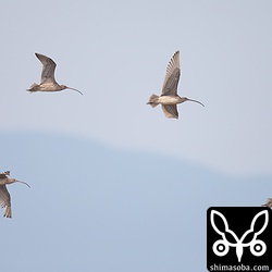 ホウロクシギの小群。