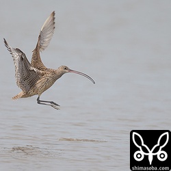 ホウロクシギ着水。石垣島で撮りにくい大型シギの飛翔も数が多いので簡単に撮れました。^^