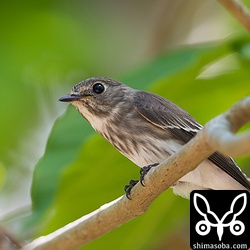 嵩田林道にはエゾビタキが増えてきました。ロクヨンに2倍のエクステンダをつけて1200mm手持ちで撮ってみました。^^