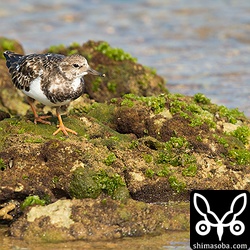 海岸で一番多い、キョウジョシギ。ムナグロも多かった。