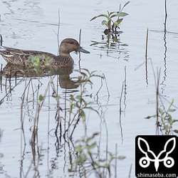 ため池にコガモが1羽いました。