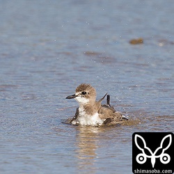 オオメダイチドリもたくさんいます。