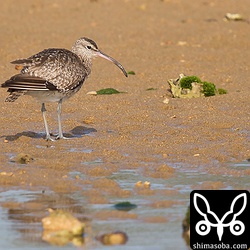 チュウシャクシギは2羽いました。