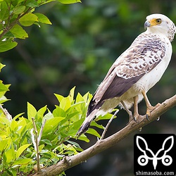 今季3羽目のカンムリワシの幼鳥を確認しました。警戒心は強めでした。