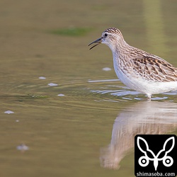 ヒバリシギはどこの田んぼにも大量にいます。