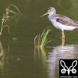アオアシシギ。上のコアオアシシギと比べると体も大きく、くちばしの太さも違います。