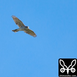 表情が分かるぐらい近くを飛んでくれたのはツミだけでした。