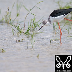 セイタカシギ成鳥。