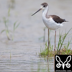 セイタカシギ幼鳥。