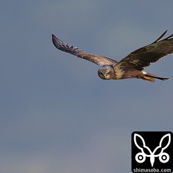 一瞬だけこちらを向いてくれたチュウヒ。