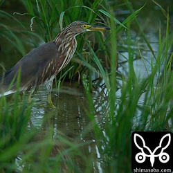 夕方にはアカガシラサギがいました。