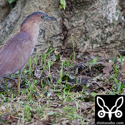 夕方になるとどこからともなくズグロミゾゴイが現れて餌探しに勤しんでいます。