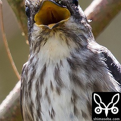 この大きな口で飛んでいる昆虫をフライングキャッチするのでしょう。