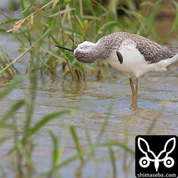 大きなペリットを吐き出すコアオアシシギ。