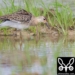 至近距離でエリマキシギ幼鳥オスが撮影できました。