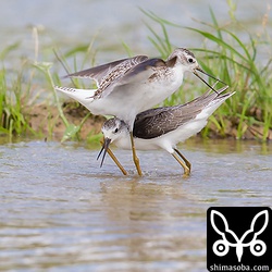 成鳥が幼鳥の股の下からこんにちは。^^ これでも本人たちは真剣勝負なんです!!