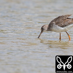 アカアシシ。冬羽?。