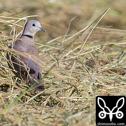 猛禽に怯えてしまい、この状態から全く動きませんでした。