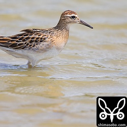 美しいウズラシギ幼羽がいました。警戒心の薄い個体で近くで撮影できました。