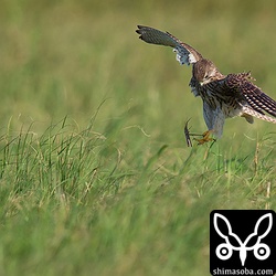 チョウゲンボウ幼鳥が空中で大きなバッタを捕まえました。
